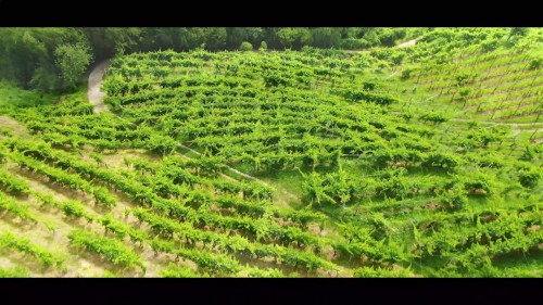 colline del prosecco